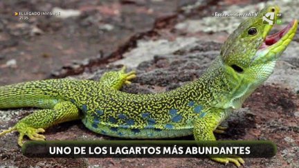 Lagarto ocelado