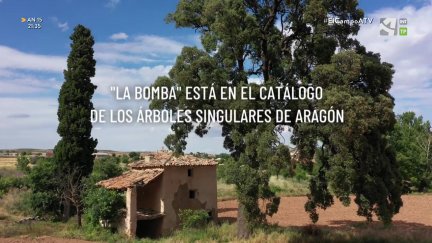 Carrasca de Moyuela