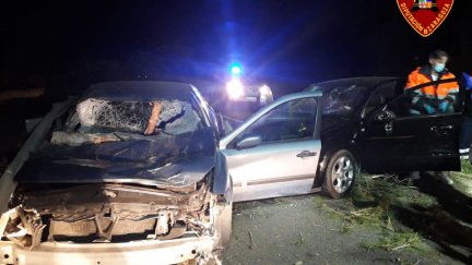 Accidente múltiple en una carretera del Burgo de Ebro por la caída de varios pinos. Foto: Diputación de Zaragoza
