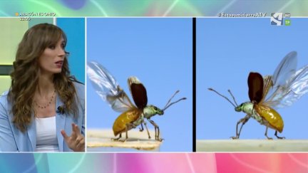 Coleópteros