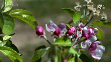 El Campo es... manzana, baby