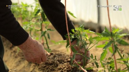 El Campo es... experiencia (VIII)