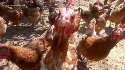El Campo es... gallinas felices