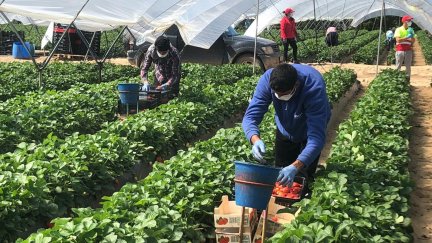 Trabajadores hortofrutícolas en un invernadero.