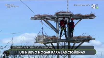 Comienza el traslado de los pollos de cigüeña