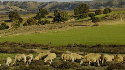 Ganadería extensiva en Los Monegros.