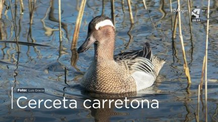 Cerceta carretona