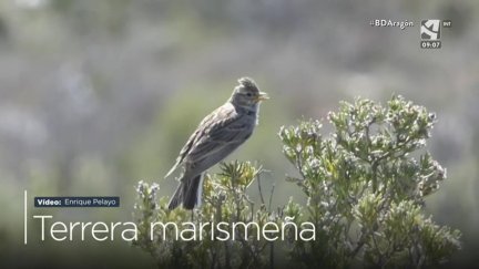 Terrera marismeña