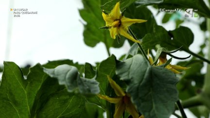 El Campo es... biodiversidad (XIII) - Aquí hay tomate...
