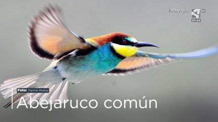 Abejaruco común