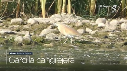 Garcilla cangrejera