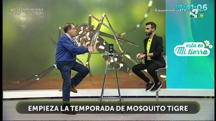 Mosca negra y mosquito tigre