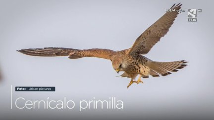 Cernícalo primilla