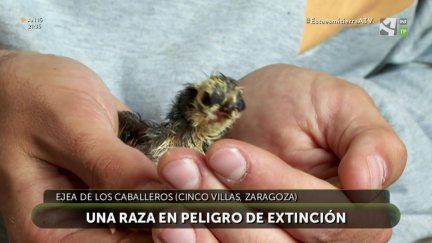 Proyecto "Gallina del Sobrarbe"