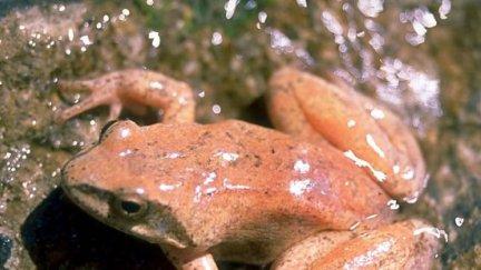 Imagen de una rana pirenaica, en peligro de extinción (Foto: J. Serra-Cobo).
