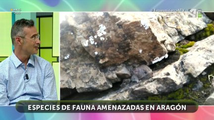 Especies amenazadas