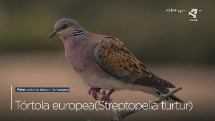 Tórtola europea