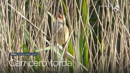 Carricero tordal