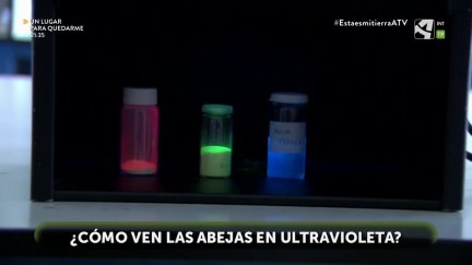 ¿Cómo ven las abejas en ultravioleta?