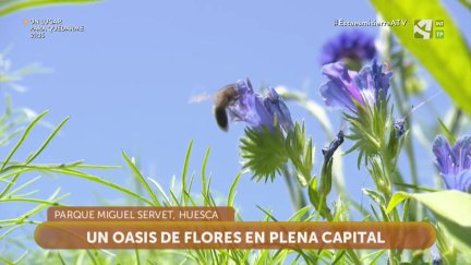 Islas de biodiversidad
