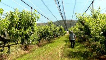 Mallas antigranizo instaladas en un campo de frutales en Munébrega (Zaragoza).
