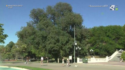 Día del Árbol (I)