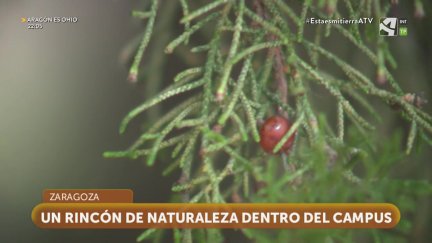 Día del Árbol (y II)