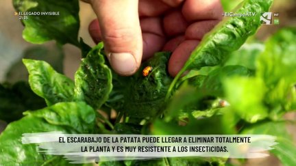 El Campo es... biodiversidad (XXIII) - Plagas naturales