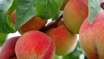 La producción de fruta en Aragón cae un 40%.