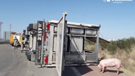 Imagen de uno de los cerdos que transportaba el camión. (Foto: DPZ)