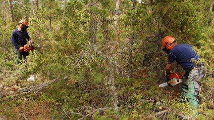 Dos operarios limpian una zona de bosque.