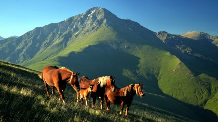 Caballos salvajes, en la montaña (Foto: MITECO).