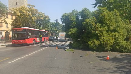 El árbol ha caído sobre la calzada del Paseo Cuéllar, cubriendo dos carriles de la calzada. (Fotos: Policía Local Zaragoza).
