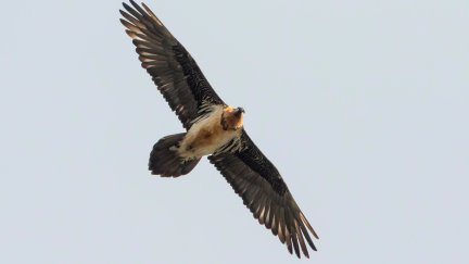 Un ejemplar de quebrantahuesos.