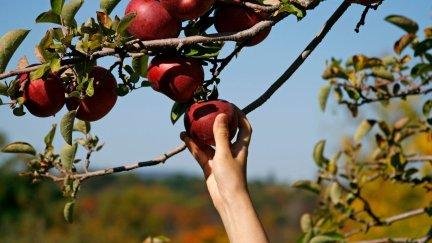 Recogida de manzanas.