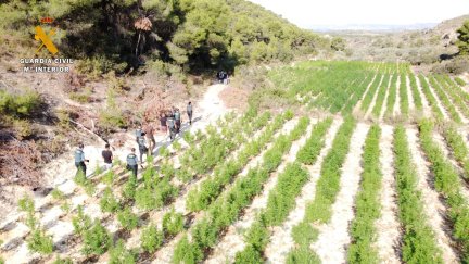 Los campos de cultivo de marihuana desmantelados por la Guardia Civil en Mequinenza (Zaragoza). Foto: Guardia Civil