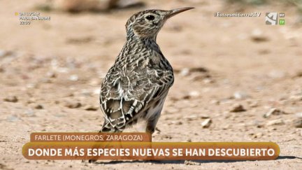 Biodiversidad en los páramos de Monegros