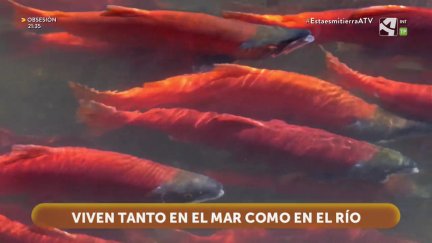 El viaje del salmón