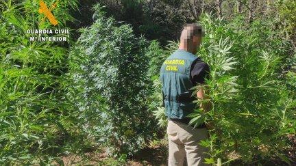 Imagen de archivo de un Guardia Civil en una plantación ilegal de Marihuana.