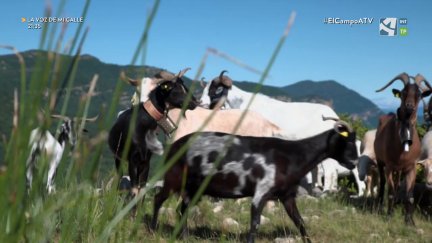 El Campo es... a beber al Barranco de Ariedo