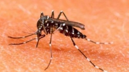 Imagen de un mosquito transmisor del dengue. (EP)