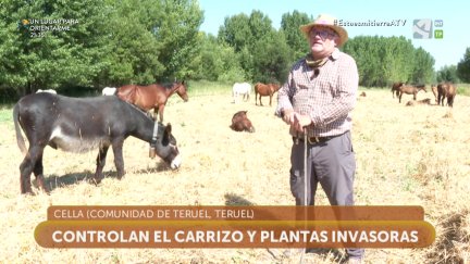 La Dula: trashumancia equina