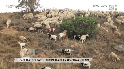 El Campo es... trashumancia