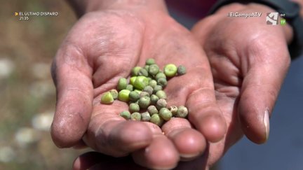 El Campo es... guisantes para sembrar
