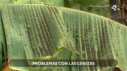 Cenizas