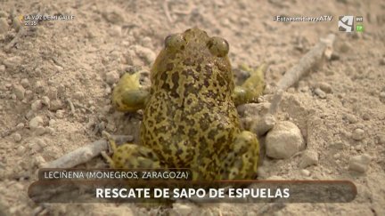 Los rescatadores: Sapo de espuelas