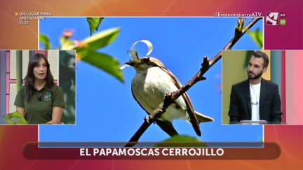 Papamoscas cerrojillo