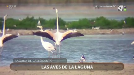Flamencos en Gallocanta