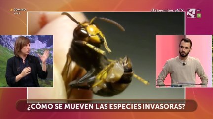 Especies invasoras