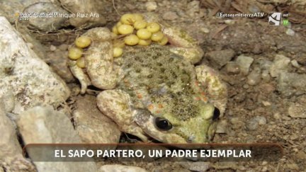 Sapo partero